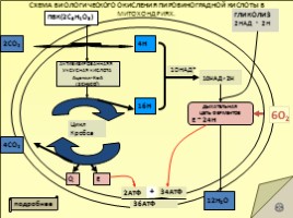 Метаболизм - Обеспечение клеток энергией вследствие окисления органических веществ - Часть 2, слайд 7