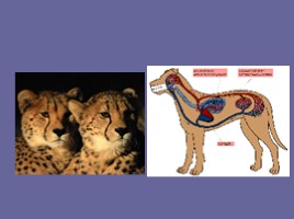Обмен веществ в организме животных, слайд 10