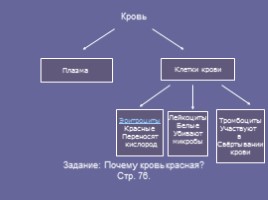 Обмен веществ в организме животных, слайд 15