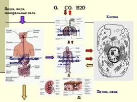 Обмен веществ в организме человека, слайд 9