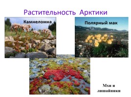 Природные зоны России, слайд 11