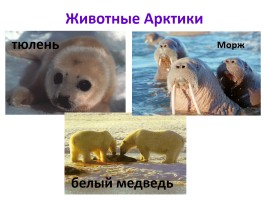 Природные зоны России, слайд 12