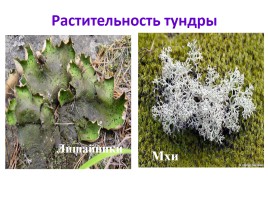 Природные зоны России, слайд 16