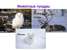 Природные зоны России, слайд 17