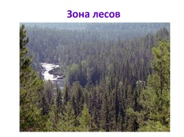 Природные зоны России, слайд 21