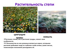 Природные зоны России, слайд 26