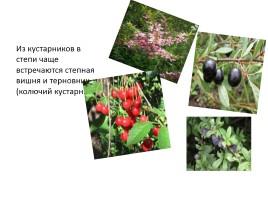 Природные зоны России, слайд 27