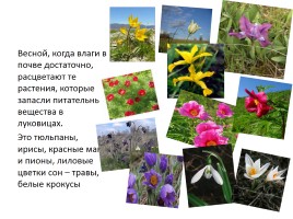 Природные зоны России, слайд 29