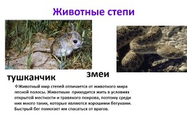Природные зоны России, слайд 30