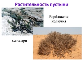 Природные зоны России, слайд 34