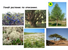 Природные зоны России, слайд 37