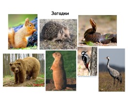Природные зоны России, слайд 38