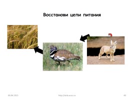 Природные зоны России, слайд 40
