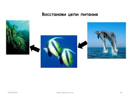Природные зоны России, слайд 41