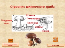Общая характеристика грибов, слайд 5