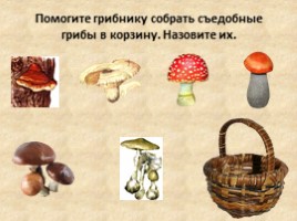 Общая характеристика грибов, слайд 7