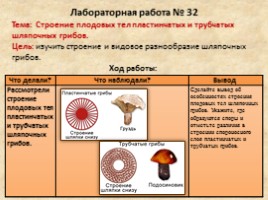 Общая характеристика грибов - Шляпочные грибы, слайд 5