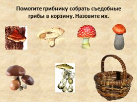 Общая характеристика грибов - Шляпочные грибы, слайд 6