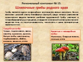 Общая характеристика грибов - Шляпочные грибы, слайд 9