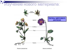 Общая характеристика подцарства высшие растения, слайд 6