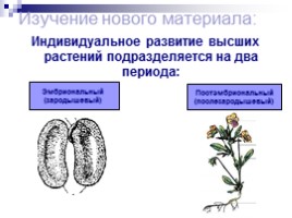 Общая характеристика подцарства высшие растения, слайд 7