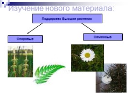 Общая характеристика подцарства высшие растения, слайд 8