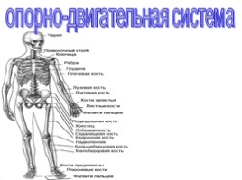 Общий обзор организма человека, слайд 9