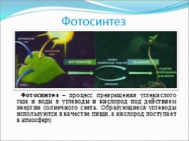 Фотосинтез, слайд 2
