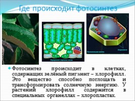 Фотосинтез, слайд 4