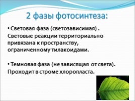 Фотосинтез, слайд 7
