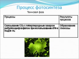 Фотосинтез, слайд 9