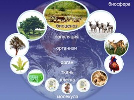 Уровни организации жизни на Земле, слайд 2