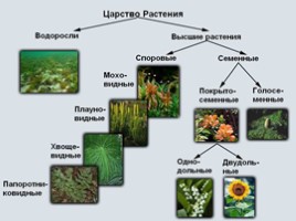 Уровни организации жизни на Земле, слайд 4