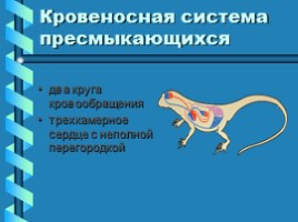 Транспорт веществ в организме животных, слайд 10