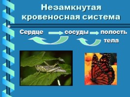 Транспорт веществ в организме животных, слайд 5