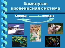 Транспорт веществ в организме животных, слайд 6