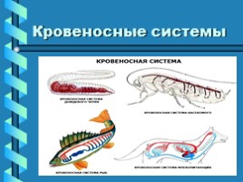 Транспорт веществ в организме животных, слайд 7