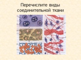 Урок по биологии 8 класс «Ткани: строение и функции», слайд 13