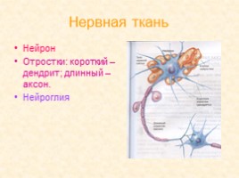 Урок по биологии 8 класс «Ткани: строение и функции», слайд 7