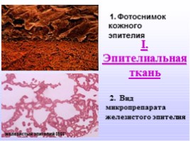 Ткани - Типы тканей и их свойства, слайд 5