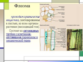 Ткани растений и их виды, слайд 23