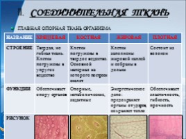 Урок по биологии 8 класс «Ткани и органы человека», слайд 7