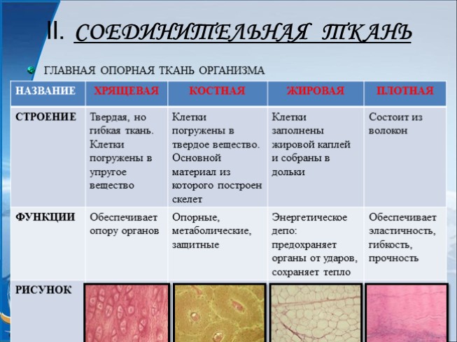 Какая ткань изображена на картинке биология 8 класс