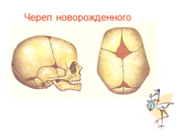 Урок по биологии 8 класс «Типы соединения костей», слайд 12