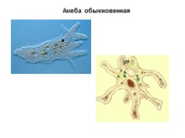 Тип Простейшие, слайд 2