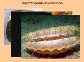Тип Моллюски, слайд 9