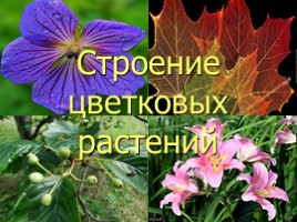 Строение цветковых растений, слайд 1