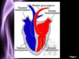 Строение сердца - Сердечный цикл, слайд 3