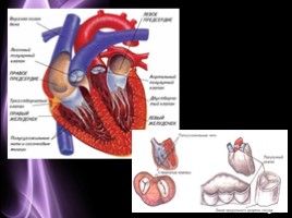 Строение сердца - Сердечный цикл, слайд 5