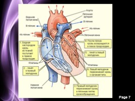 Строение сердца - Сердечный цикл, слайд 7